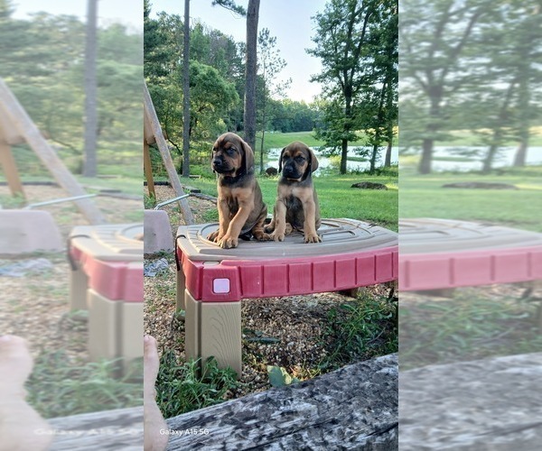 Medium Photo #3 Doberman Pinscher Puppy For Sale in BRANTLEY, AL, USA