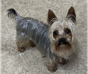 Father of the Yorkshire Terrier puppies born on 07/27/2025