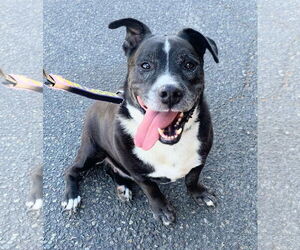American Pit Bull Terrier-Unknown Mix Dogs for adoption in San Diego, CA, USA