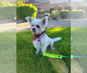 Yoda - Male Shih Tzu-Unknown Mix Dog for Adoption - Photo #5
