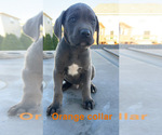 Image preview for Ad Listing. Nickname: Orange collar