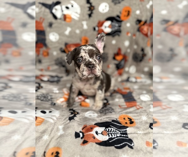 Medium Photo #2 French Bulldog Puppy For Sale in HAVERHILL, MA, USA