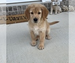 Small Photo #3 Golden Retriever Puppy For Sale in MARTINSVILLE, IN, USA