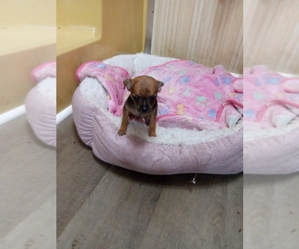 Medium Photo #1 Chihuahua Puppy For Sale in SHALLOTTE, NC, USA