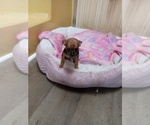 Image preview for Ad Listing. Nickname: Litter of 2