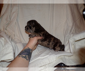 French Bulldog Puppy for sale in LAMAR, MS, USA