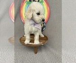 Small #2 Goldendoodle