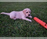 Small Photo #10 Labrador Retriever Puppy For Sale in SILSBEE, TX, USA