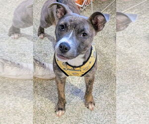 Mutt Dogs for adoption in St. Louis Park, MN, USA