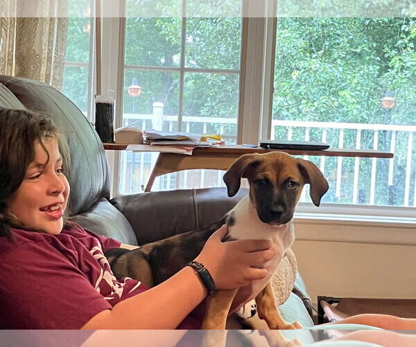 Medium Photo #14 Mutt Puppy For Sale in Germantown, OH, USA