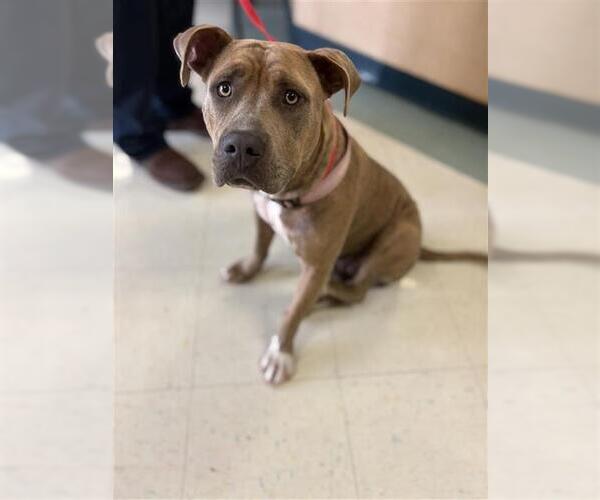 Medium Photo #1 American Pit Bull Terrier-Unknown Mix Puppy For Sale in Corpus Christi, TX, USA