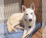 Small #1 Siberian Husky Mix