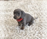 Small #3 Dachshund