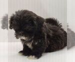 Small Photo #9 Shih Tzu Puppy For Sale in BRANDON, FL, USA