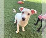 Small #5 Chihuahua Mix