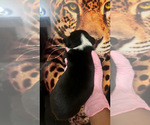 Small Photo #31 American Bully Puppy For Sale in SEVERN, MD, USA