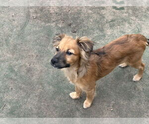Papillon-Unknown Mix Dogs for adoption in Brooklyn Center, MN, USA