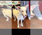 Carly - Carly Simon Litter mom - Female Siberian Husky-Unknown Mix Dog for Adoption - Small photo
