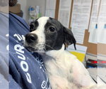 Rocket - Male Mutt Dog for Adoption - Small photo