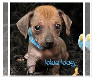 Crestoxie Puppy for sale in SMITHVILLE, OK, USA