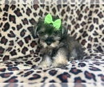 Small #7 Schnauzer (Miniature)