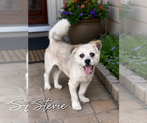 Maltese-Unknown Mix Dogs for adoption in Menifee, CA, USA