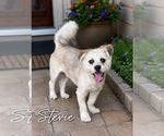 Small Maltese Mix