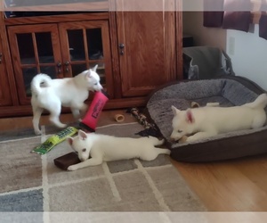 Alaskan Husky-Pomsky Mix Puppy for sale in MIDLAND, MI, USA