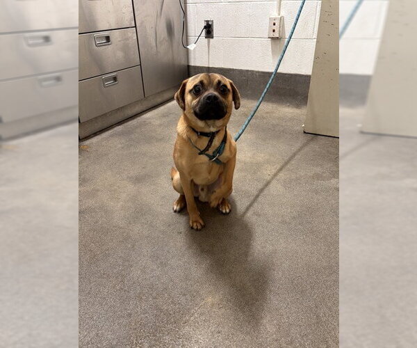 Medium Photo #1 Pug Puppy For Sale in Forestville, MD, USA