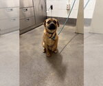 Small Pug