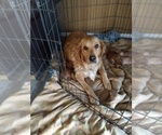 Small #2 Golden Retriever