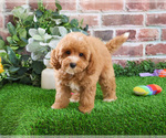 Small #4 Cavapoo (Miniature)