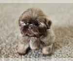 Small #7 Shih Tzu