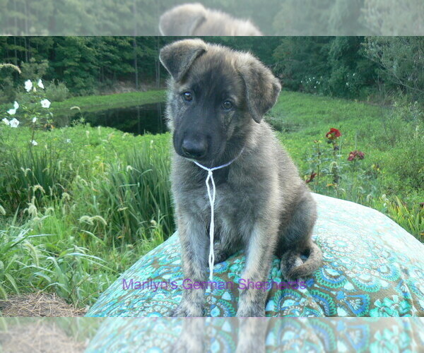 Medium Photo #1 German Shepherd Dog Puppy For Sale in PIEDMONT, MO, USA
