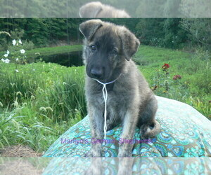 German Shepherd Dog Puppy for Sale in PIEDMONT, Missouri USA
