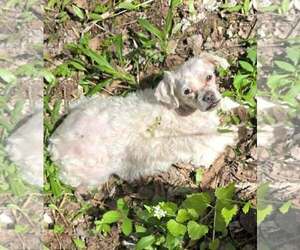 Shih Tzu-Unknown Mix Dogs for adoption in Cuba, NY, USA