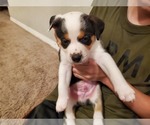 Puppy 4 Australian Shepherd-English Coonhound Mix