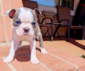 Boston Terrier Puppy for sale in SAN FERNANDO, CA, USA