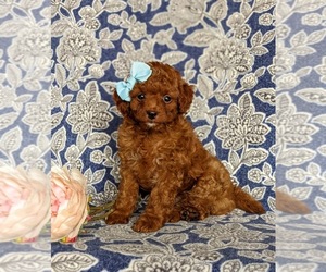 Miniature Labradoodle Puppy for sale in QUARRYVILLE, PA, USA