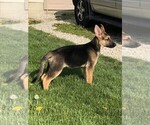 Small Photo #10 German Shepherd Dog Puppy For Sale in OSTRANDER, OH, USA