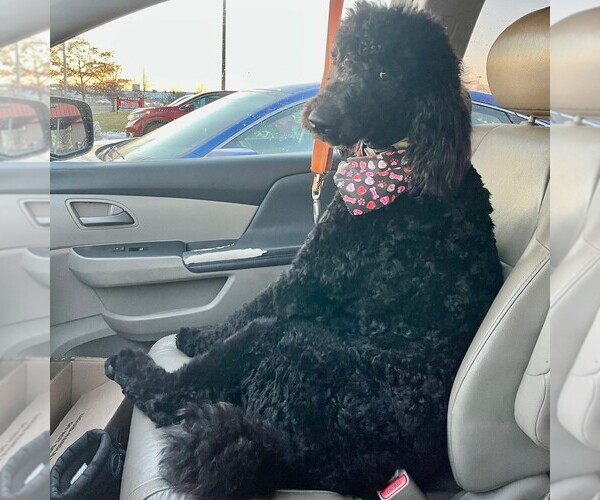 Medium Photo #1 Poodle (Standard) Puppy For Sale in GREENCASTLE, PA, USA