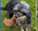 Small Photo #1 Cavapoo Puppy For Sale in GOSHEN, IN, USA
