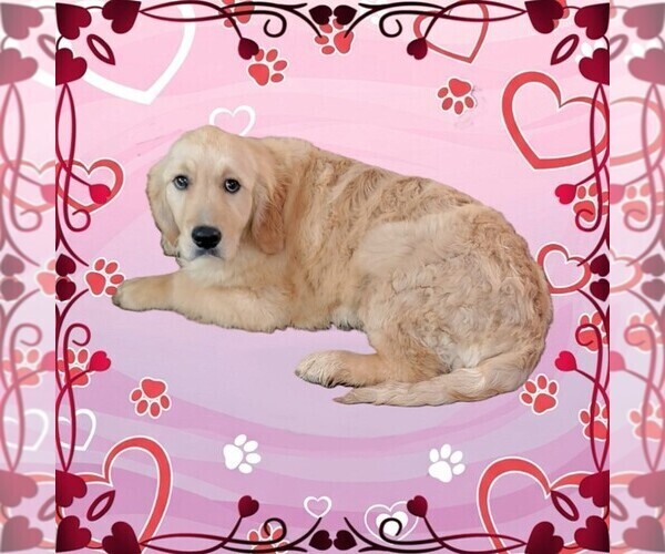 Medium Photo #4 Golden Retriever Puppy For Sale in FALCON, CO, USA