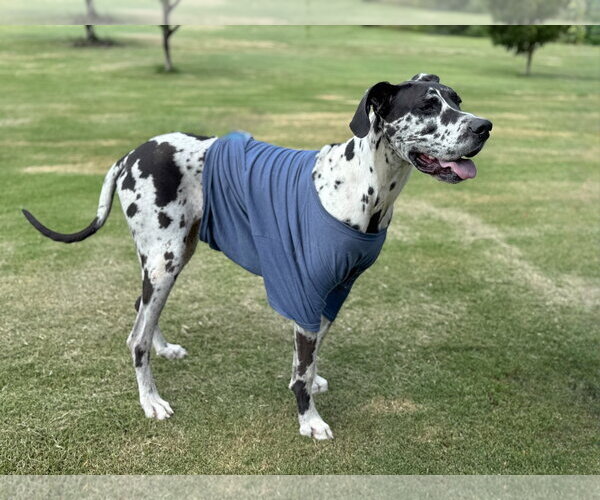 Medium Photo #3 Great Dane Puppy For Sale in PIPE CREEK, TX, USA