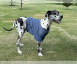 Small #2 Great Dane