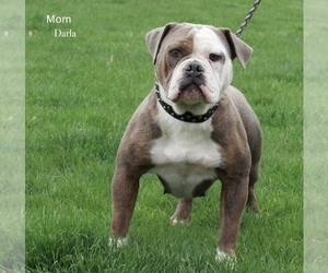 Mother of the Olde English Bulldogge puppies born on 01/24/2022