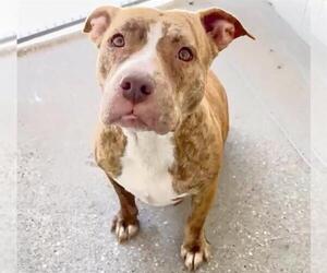 Mutt Dogs for adoption in Houston, TX, USA