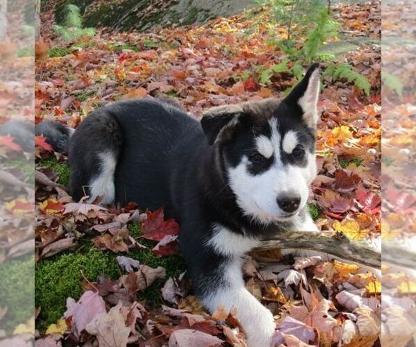 Medium Photo #2 Alaskan Malamute Puppy For Sale in CROGHAN, NY, USA