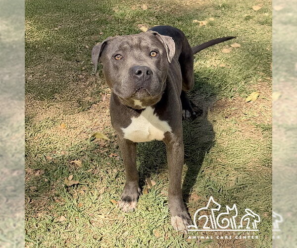 Medium Photo #1 Mutt Puppy For Sale in Irvine, CA, USA