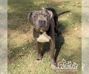 Mutt Dogs for adoption in Irvine, CA, USA